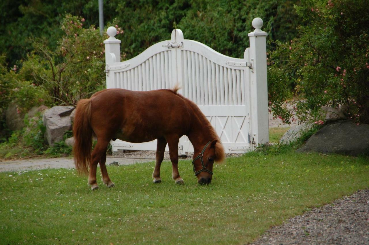 Ostseepferdehof Neukirchen  外观 照片